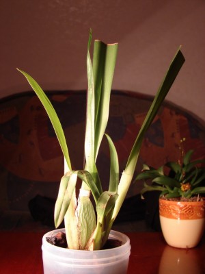 общий вид дохлика