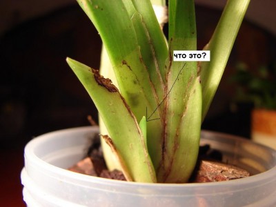 вот оно выглядывает