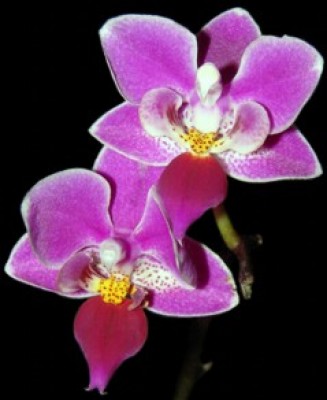 Цвет не много не тот, и сфоткано в последние дни цветения