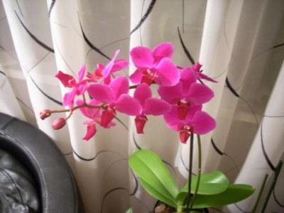  фалика жжж.jpg