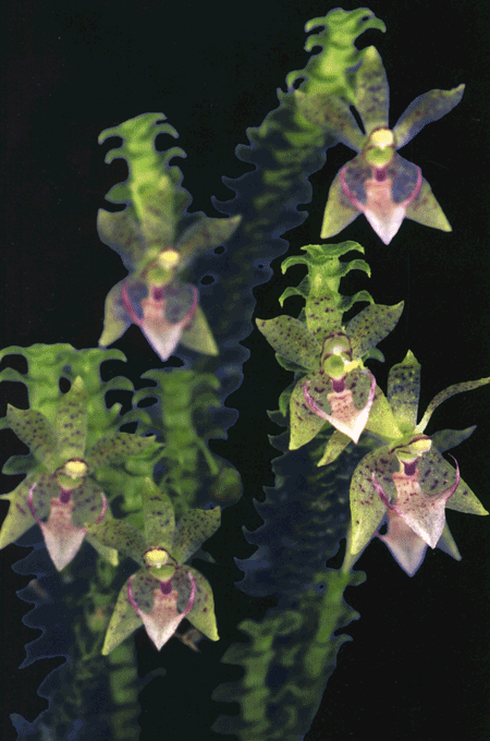 Dichaea1.gif