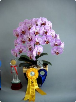 phal. sexy pink-2.jpg