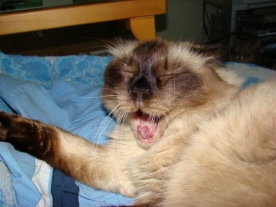 спать хочется