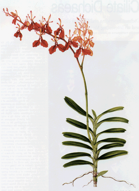 Renanthera-imschootiana.gif