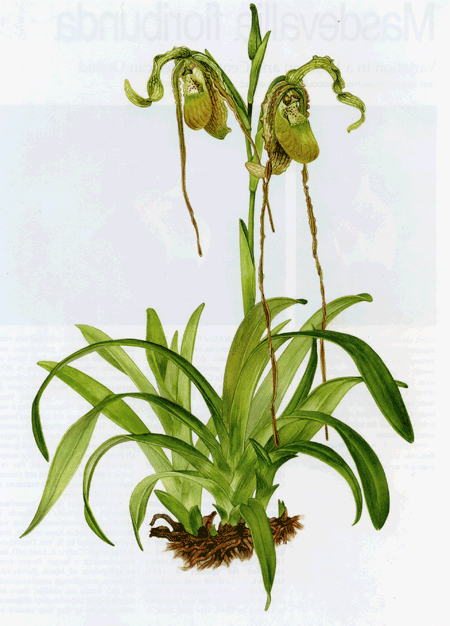 Phragmipedium-Court.gif