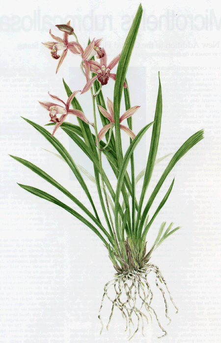 Cymbidium-sinense.gif