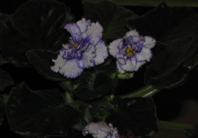 один цветонос поник