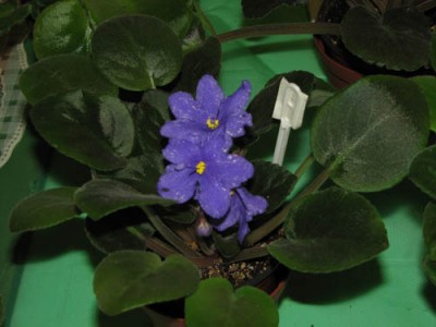 явно вытянуты вверх черенки