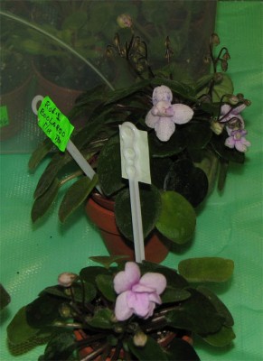 А здесь одни бутоны и фэнтези маловато