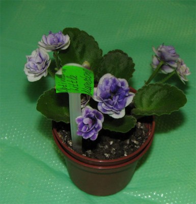 Вот такая мини и совсем лысая. синий цвет на каждом цветоносе разного оттенка