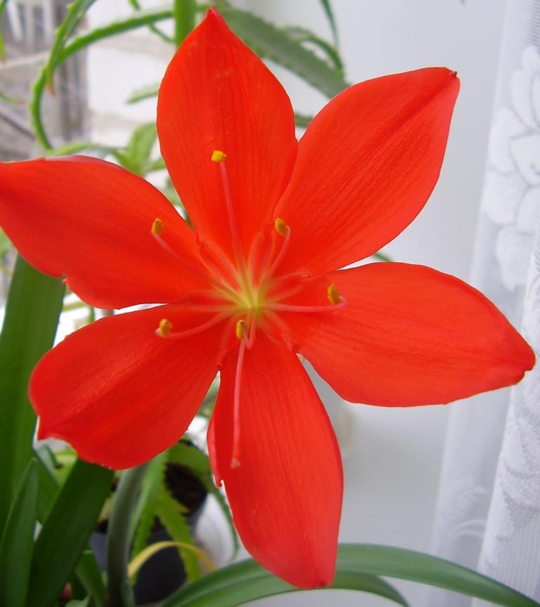 А вот цветочек поближе