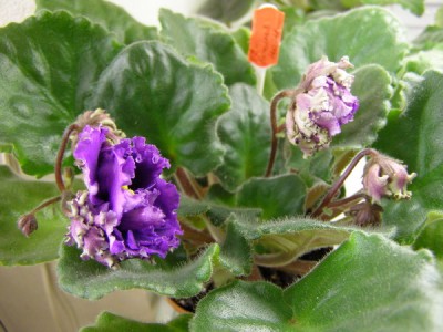 ЕК-Богиня Ночи