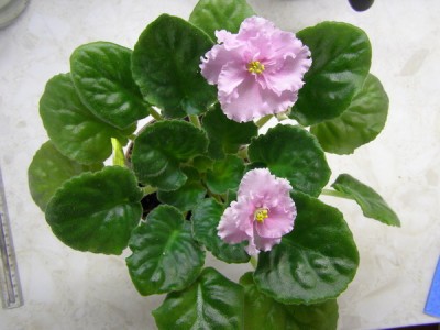 ЕК-Солнышко ясное