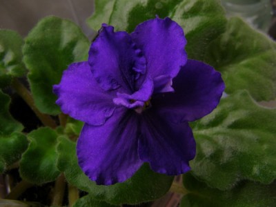 Морской Миф (Архипов)