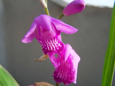 Bletilla striata 1.jpg