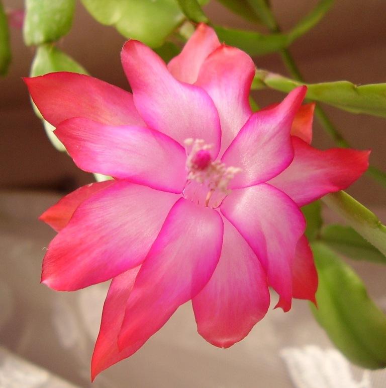 А вот цветочка серединка - сердце