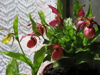 Так цвели мои циприки весной прошлого года, причем, в горшках.