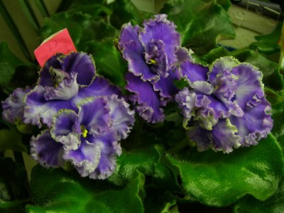 Favorute Child sport