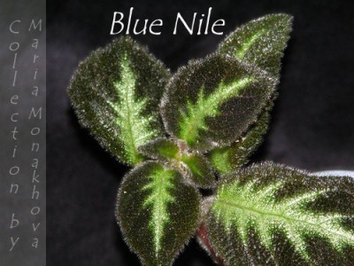 Blue Nile b.jpg