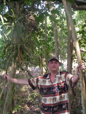 кусты Акампе Индия (Гоа)