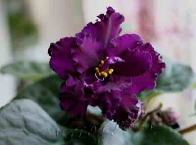 -Дикая Орхидея.jpg