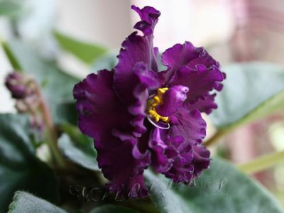 -Дикая Орхидея 2.jpg