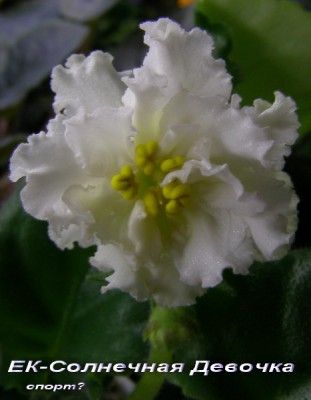 ЕК-Солнечная Девочка ?