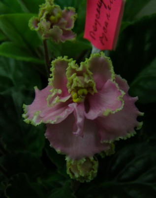 Поцелуй Русалки