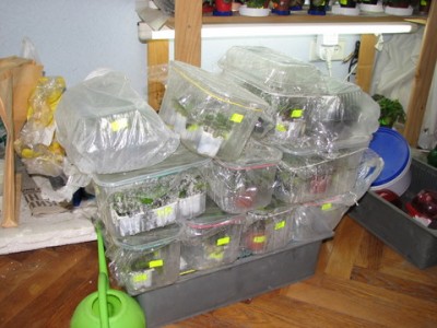 А это теплички с миньками