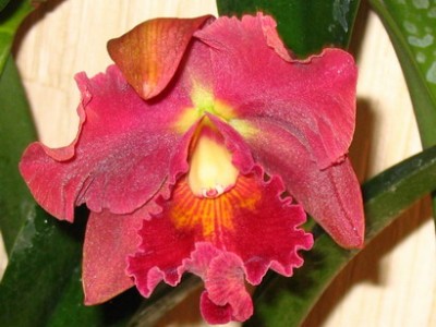 BRASSOLAELIOCATTLEYA MAITLAND X POTINARA SALLY TAYLOR BLACK ROSE