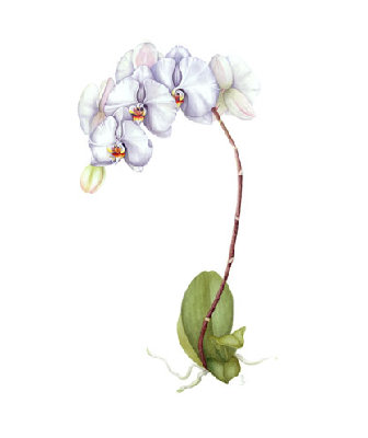mary_bauschelt-moth_orchid.jpg