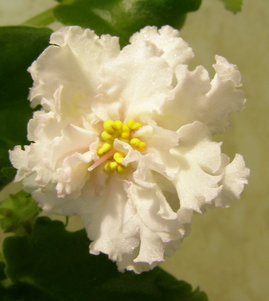 ЕК-Солнечная Девочка