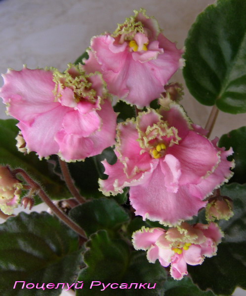 Поцелуй Русалки