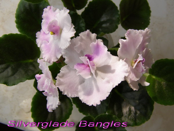 SilvergladeBangles.jpg