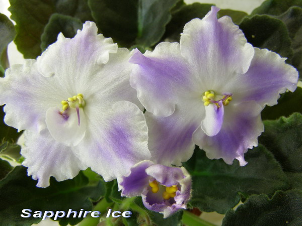 SapphireIce.jpg