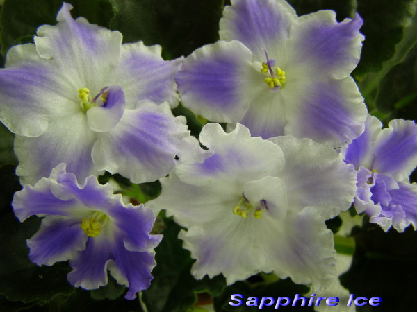 SapphireIce_1.jpg