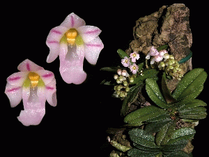 schoenorchis fragrans.gif
