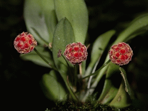platystele umbellata.gif