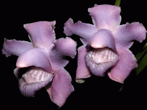 bollea violacea.gif