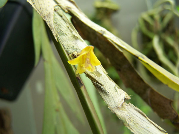 Dendrobium anceps 1.jpg