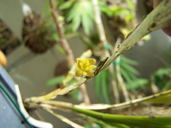 Dendrobium anceps 2.jpg