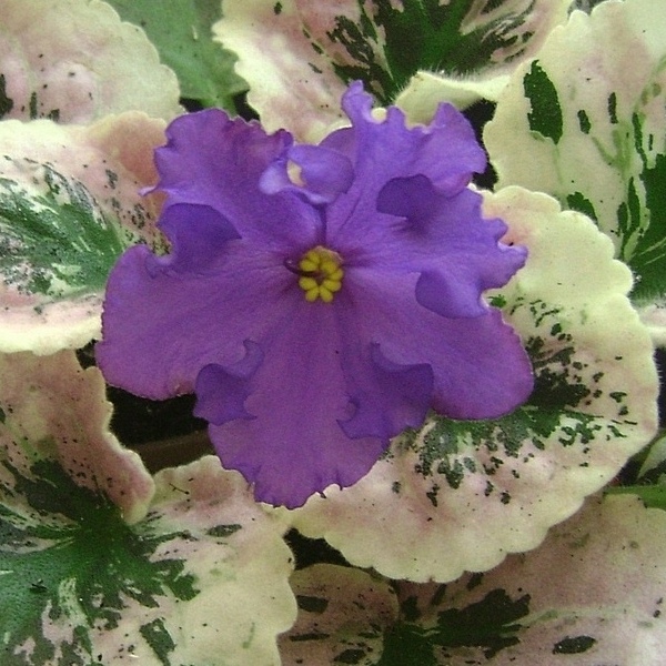 папка 2 097.jpg