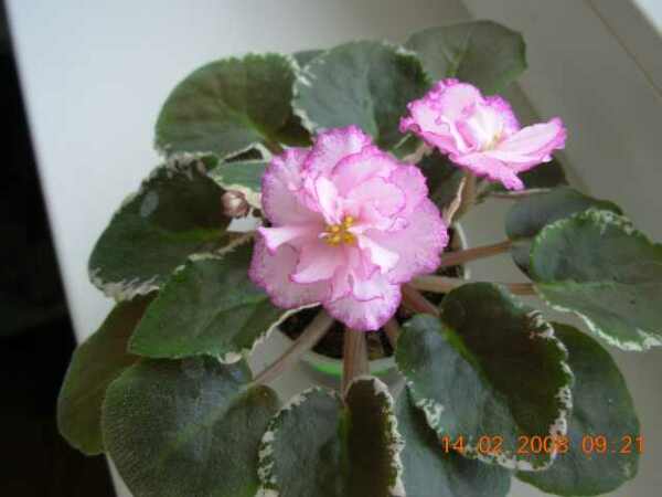 Первые бутоны