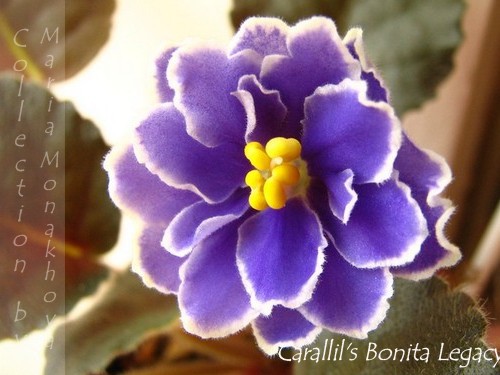 Carallil's Bonita Legacy.jpg