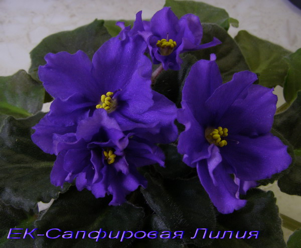 -Сапфировая Лилия.jpg