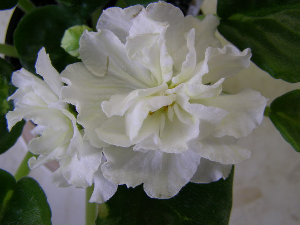 -Солнечный Зайчик.jpg