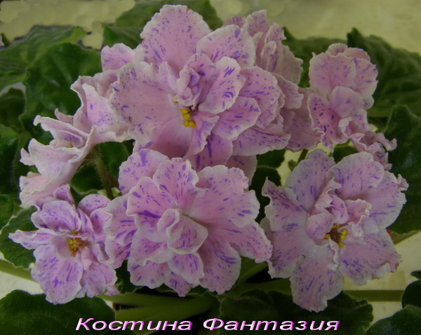 Костина Фантазия