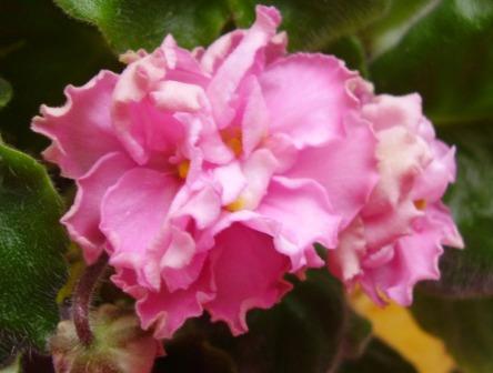 Цветочек покрупнее