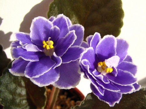 Carallil's Bonita Legacy1.JPG