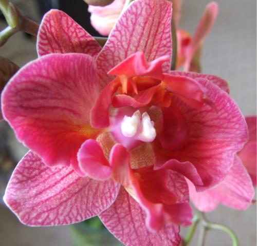 самый странный. &quot;розочкой&quot;